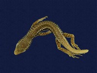 藏品(股鱗蜓蜥)的圖片